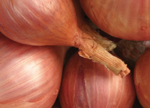 ms-industrial-land-shallots-2